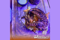 Wachinango´s