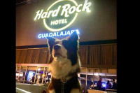 Hard rock