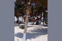 Palmeras