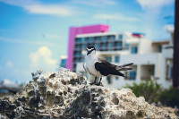 Mía Reef