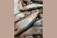 Peces