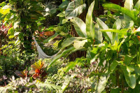 La paranera